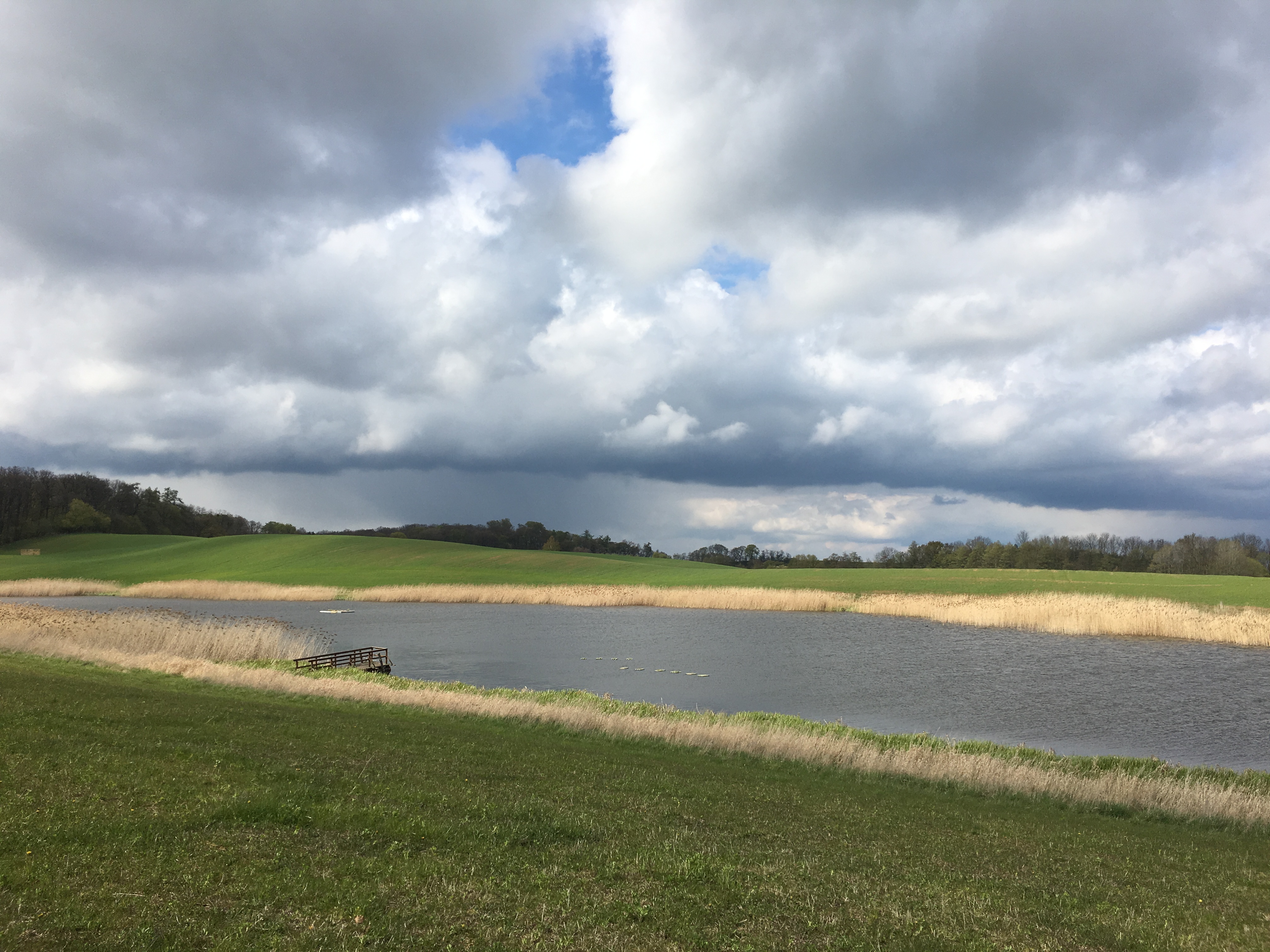 Hier nisten ab Mai die Trauerseeschalben.
