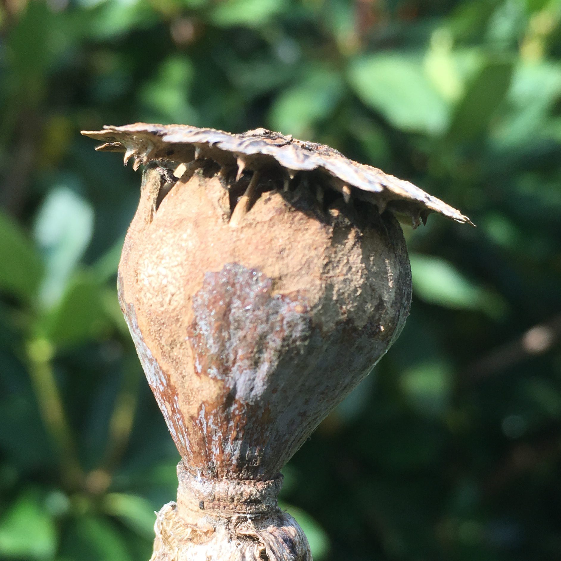 Hut mit Fliehraft-Effekt: Kapsel eines Gartenmohns 