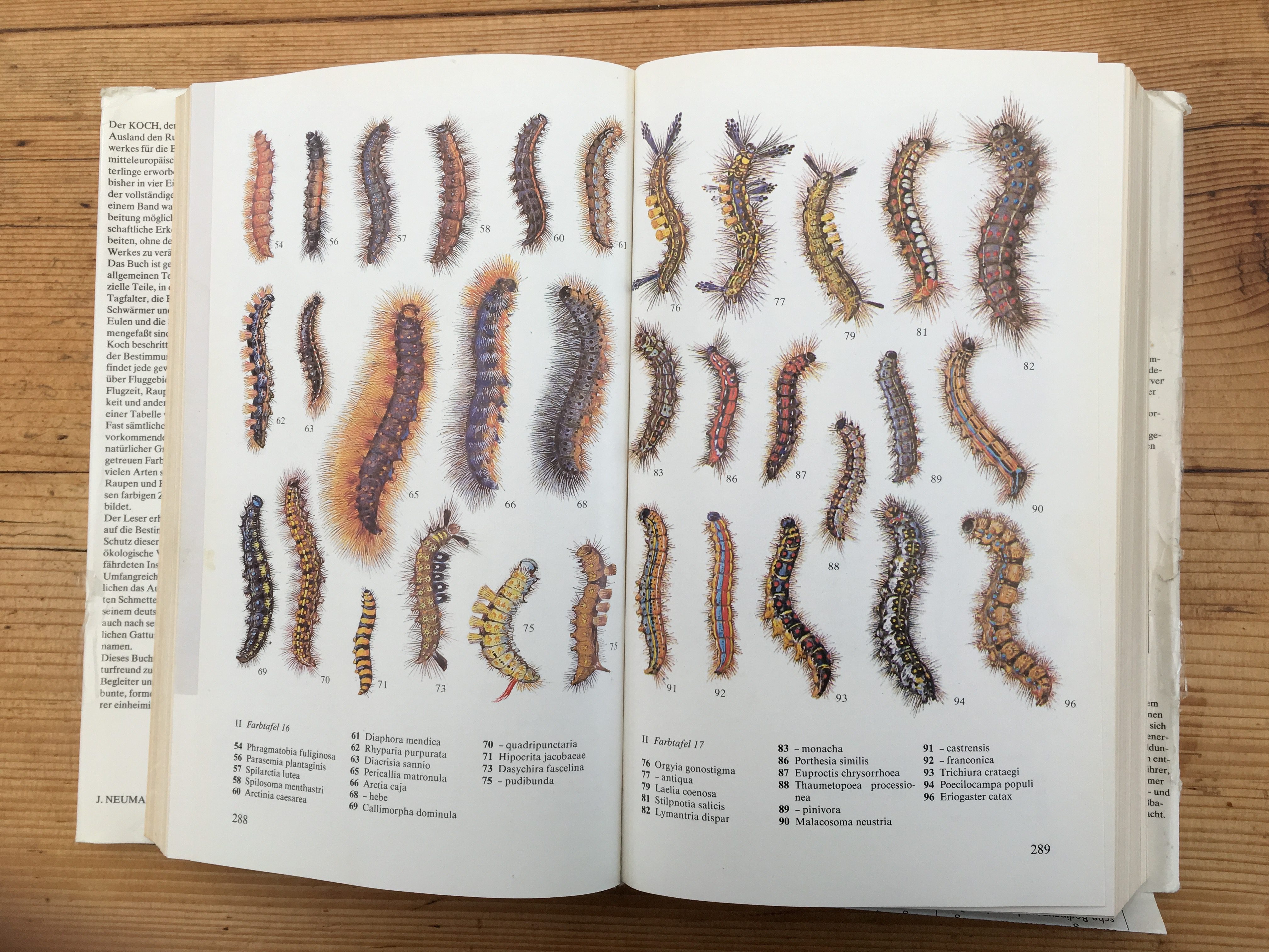 Formenvielfalt ohnegleichen - Zeichnungen heimischer Raupen aus dem Buch "Schmetterlinge" von M Koch.