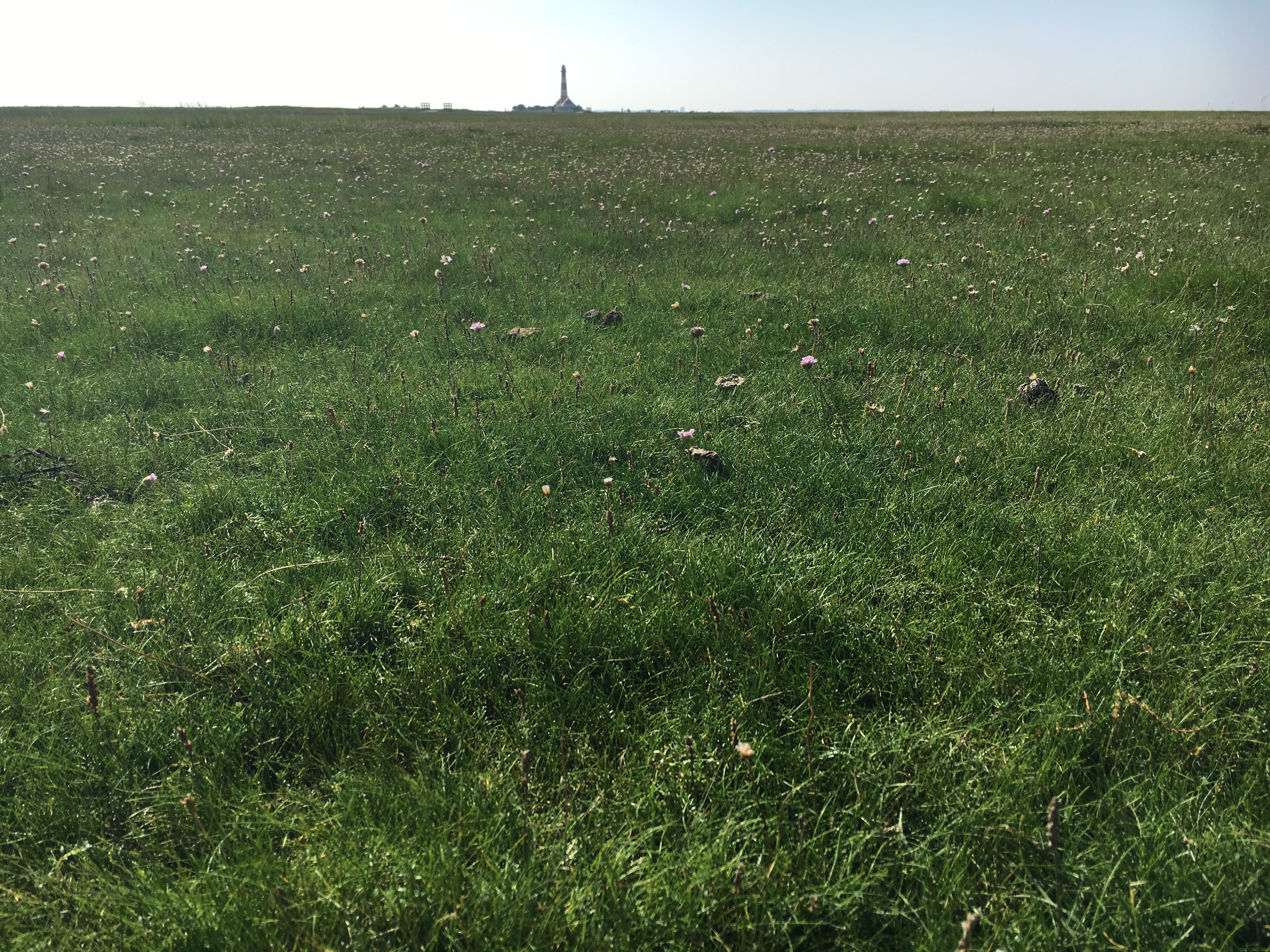 Nur wenige Zentimeter hoch: Strandnelken vor dem Leuchtturm in Westerhver