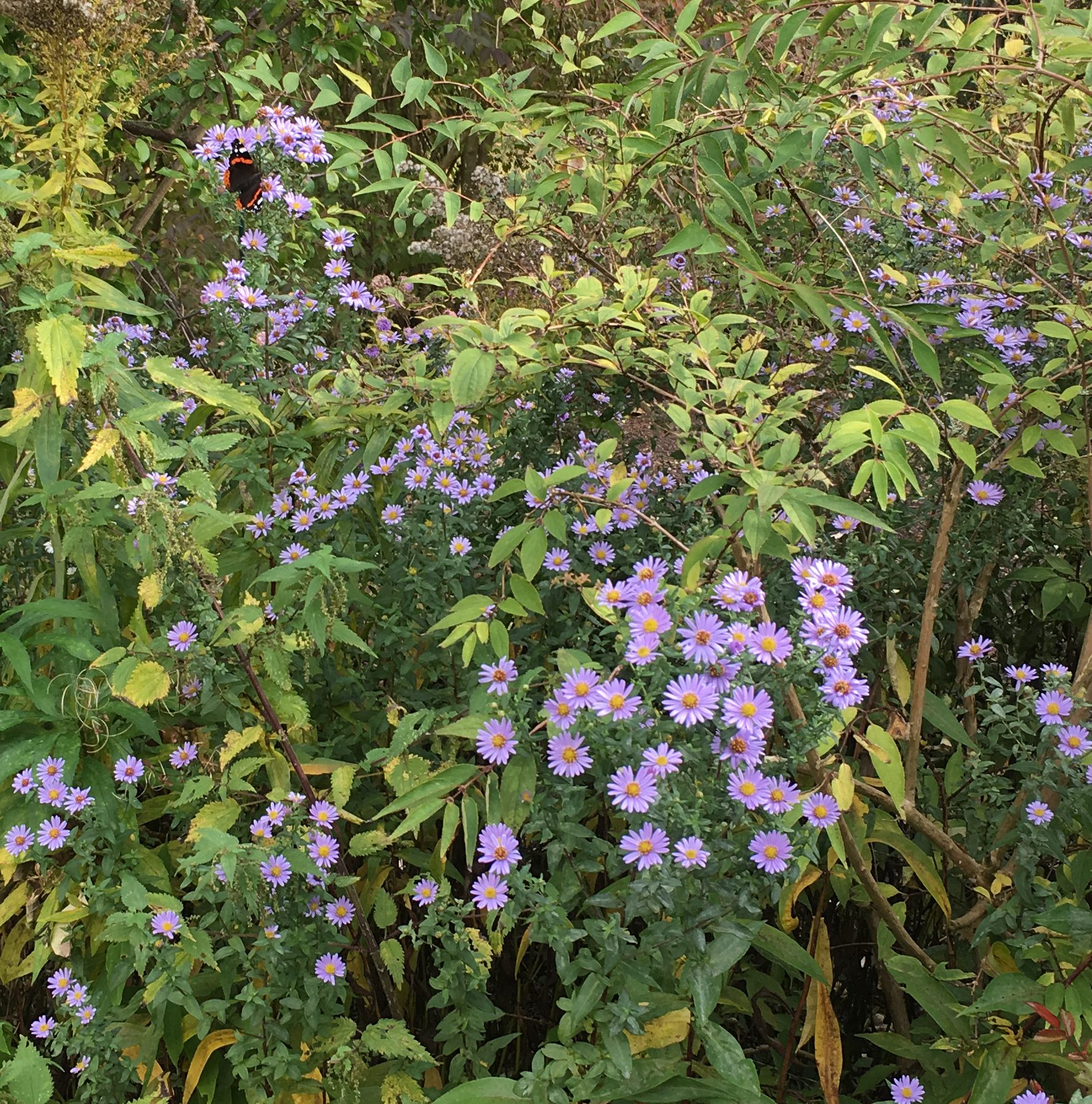 Später Gast: Ein Admiral futtert am 18. Oktober von einer blauen Herbstaster.