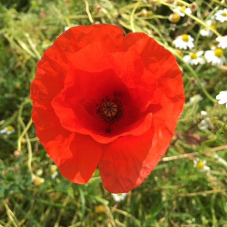 Mein wilder Gartenbewohner