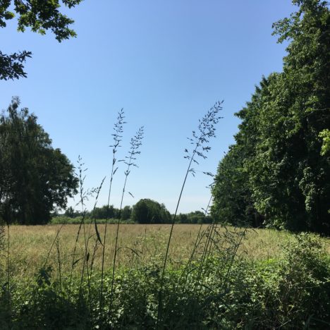 Moor, Meer und Mäuseschwänzchen