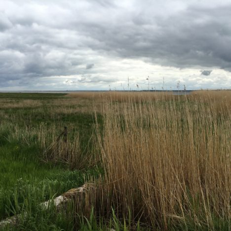 Das Mauerblümchen und der Regenwurm