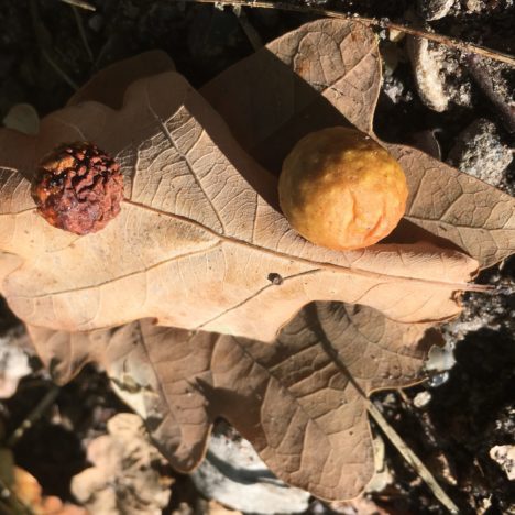 Vom Wald auf den Acker