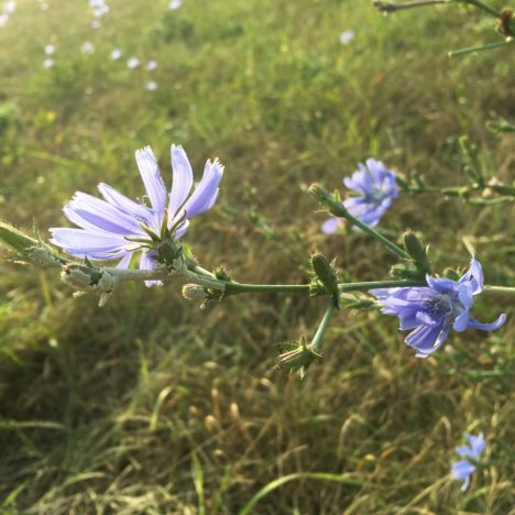 Die Aster-Quelle