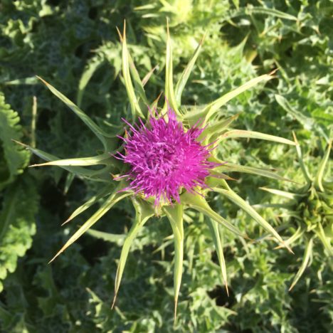 Schlehenblüte oder frieren im Frühling