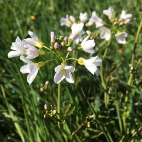 Schlehenblüte oder frieren im Frühling