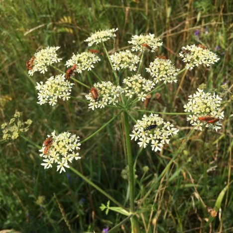 Stiefkinder des Naturschutzes