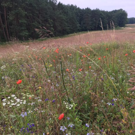 Stiefkinder des Naturschutzes