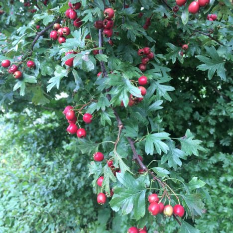Schlaue Pilze