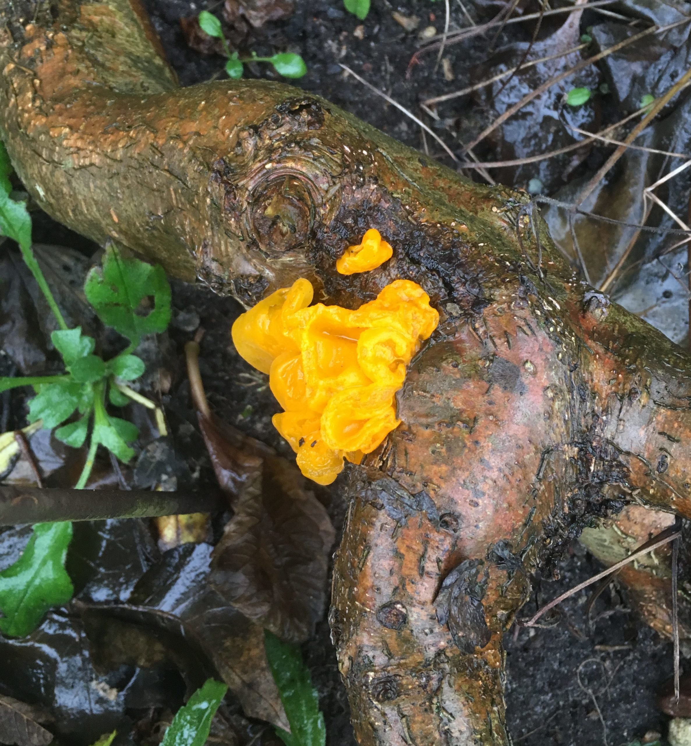 Gelber Glibber im Garten Meine kleine Wiese