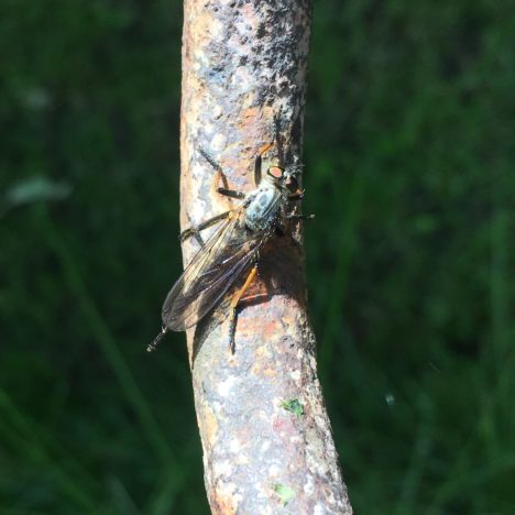 Lesungen aus das Ende der Natur