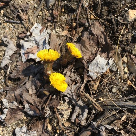 Insekten mögen keine warmen Winter