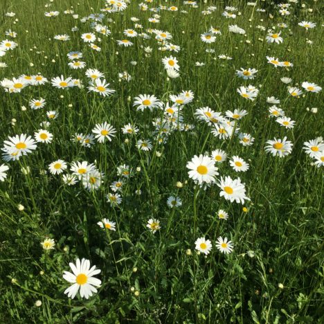 Das Wunder am Gartenteich