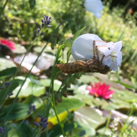 Sommer-Wiesen-Glück auf dem Rasen