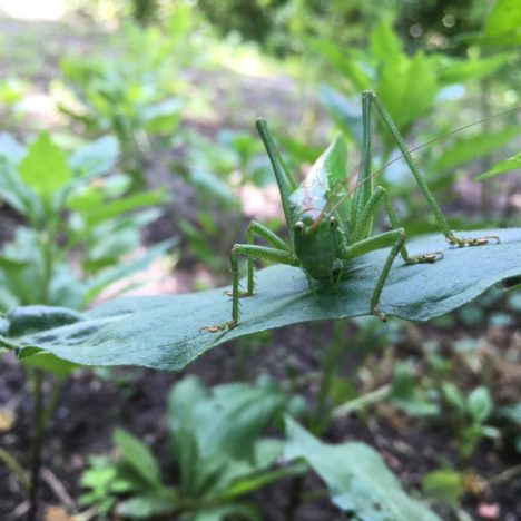 Naturwälder für die Artenvielfalt