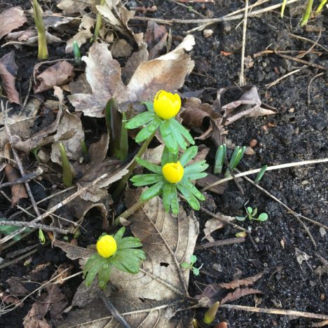 Wimmeln im Waldboden