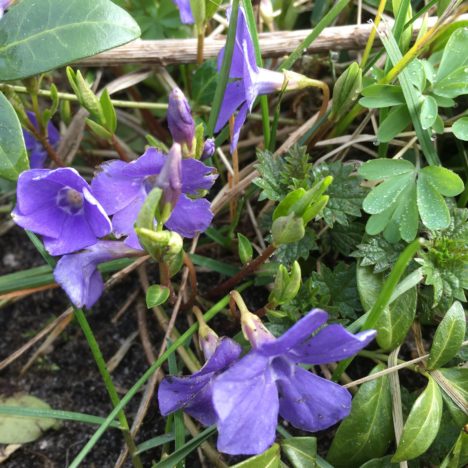 Blaues Wunder
