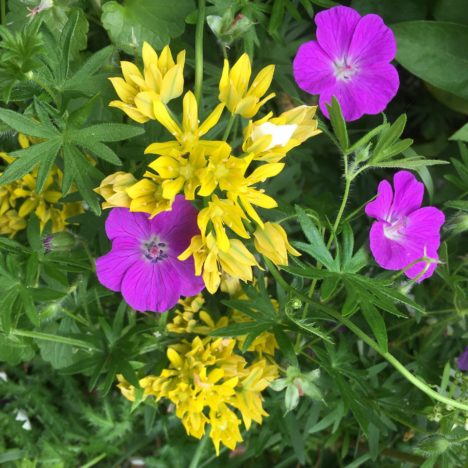 Schöne Männer im Garten