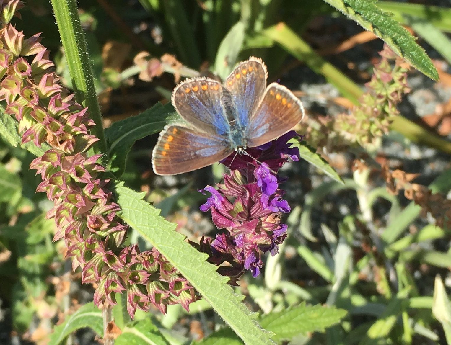 Wo sind die Schmetterlinge geblieben? – Meine kleine Wiese