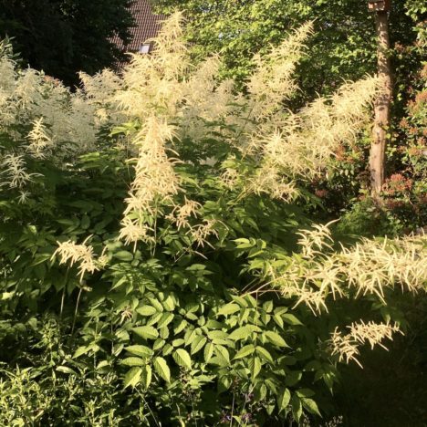 Wo die wilden Lilien blühen