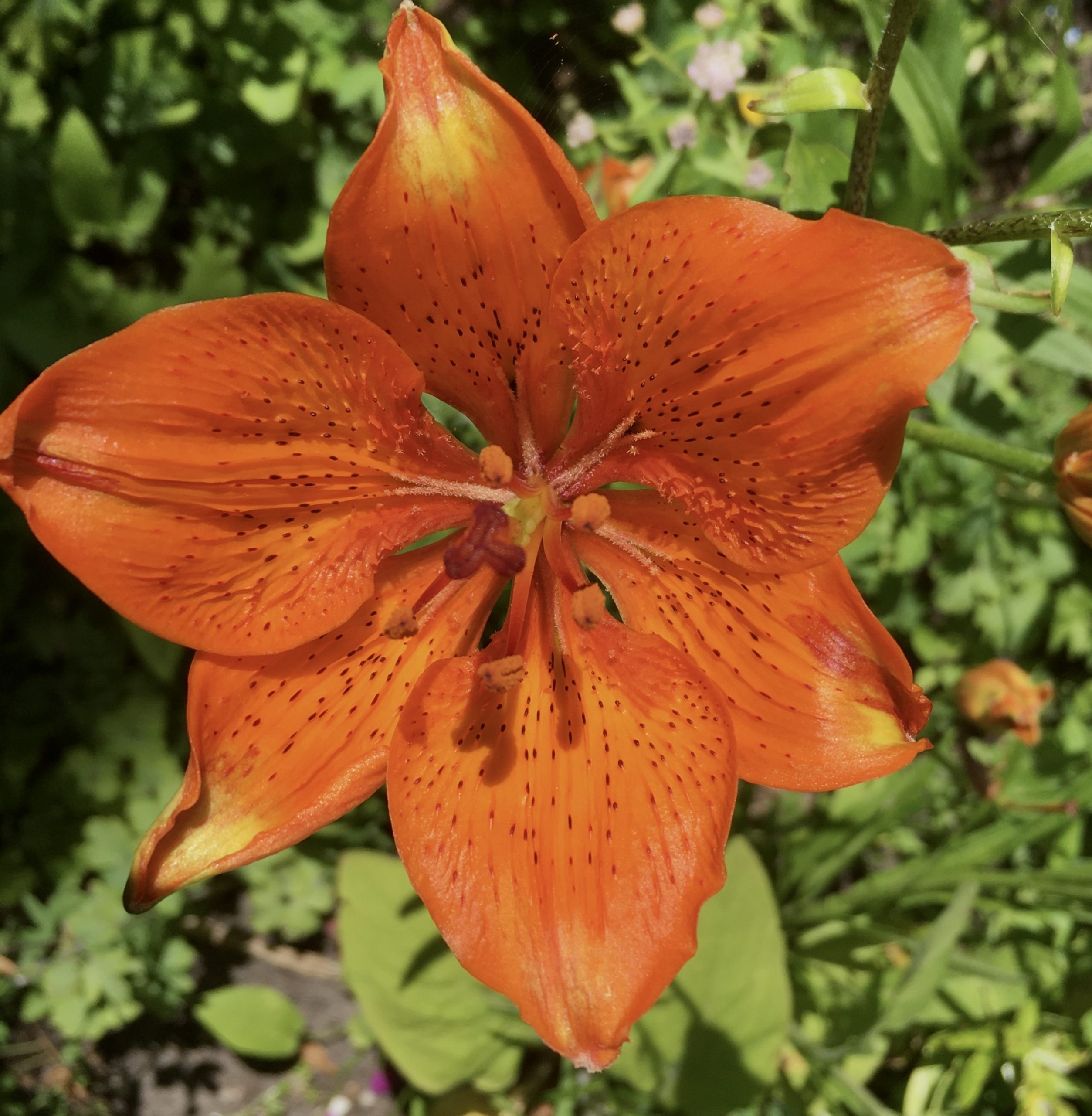Wo die wilden Lilien blühen Meine kleine Wiese