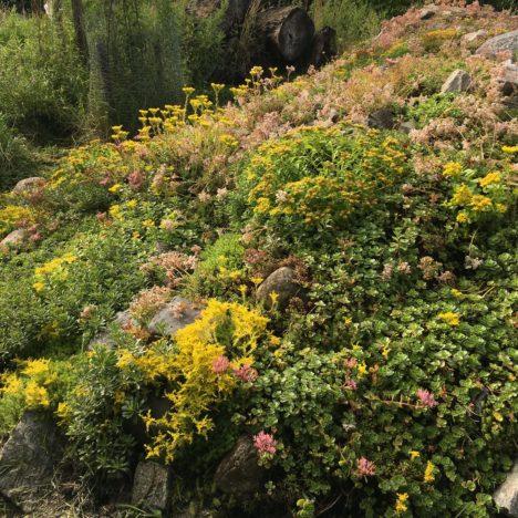 Bergbewohnerin im Flachland