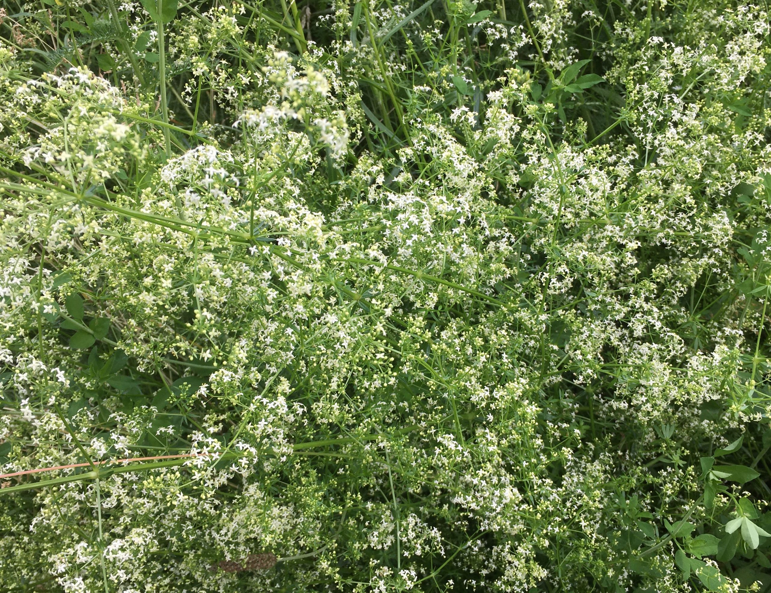 Auf Der Wiese Blüht Ein Kleines Blümelein