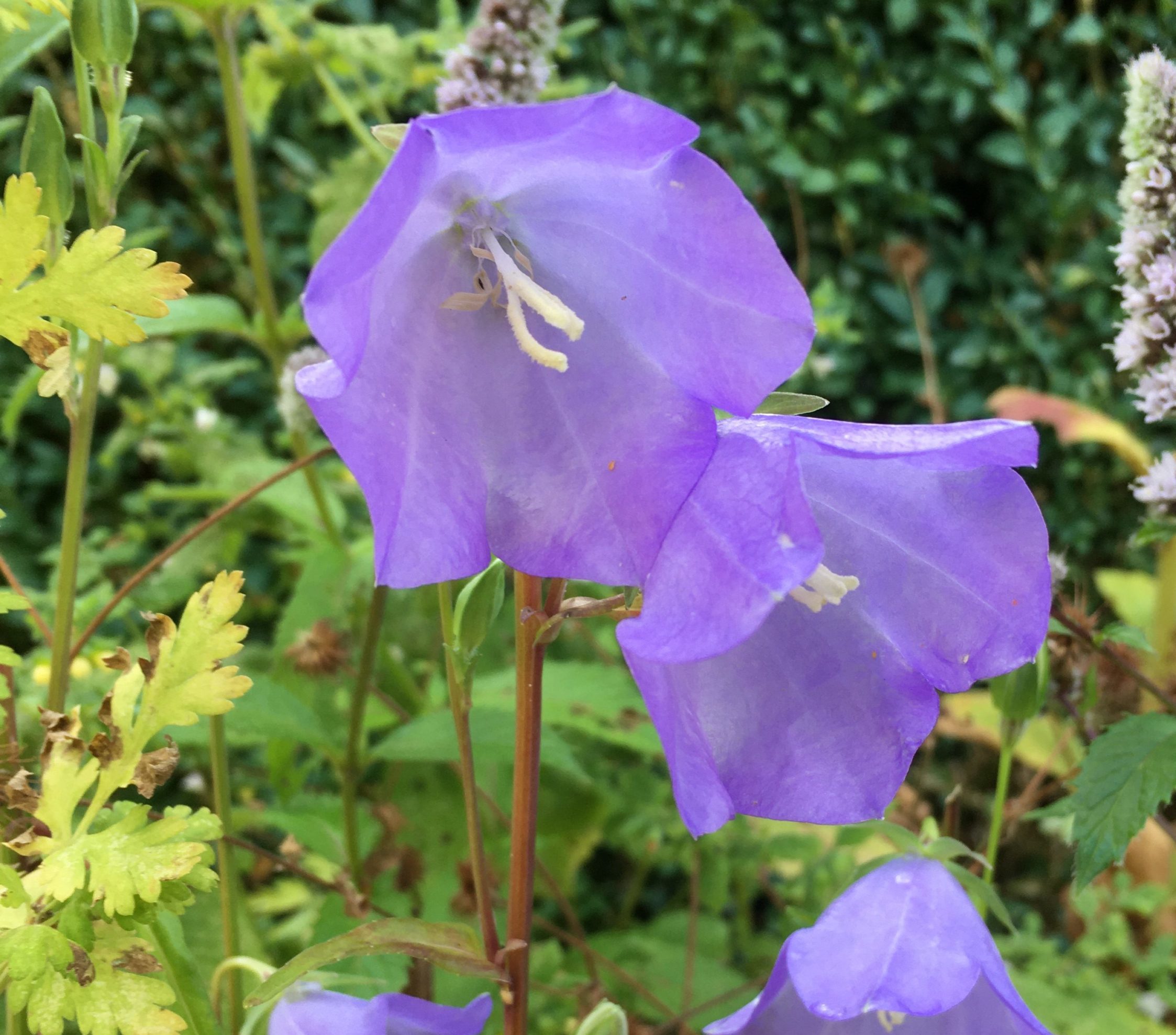 Dauernd Blau Meine kleine Wiese