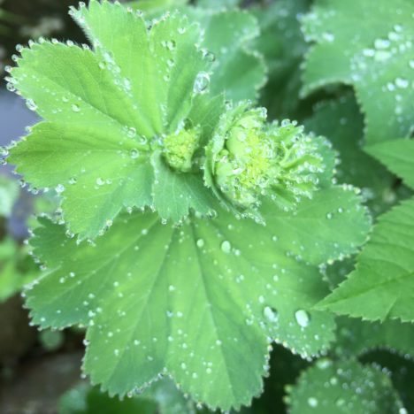 Rote Trompeten im Spätensommer