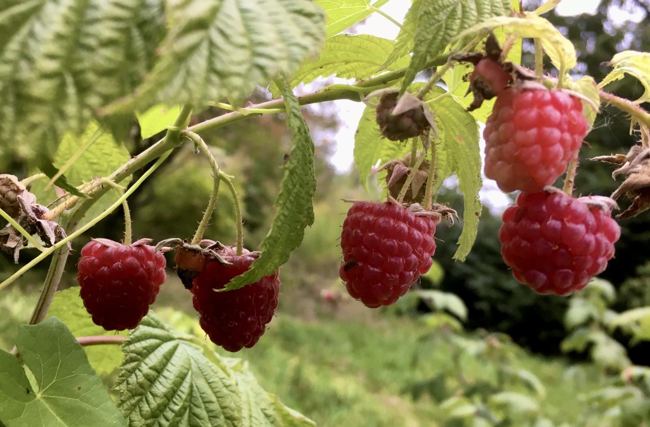 Apfel-Kompott mit Herbst Himbeeren – Meine kleine Wiese