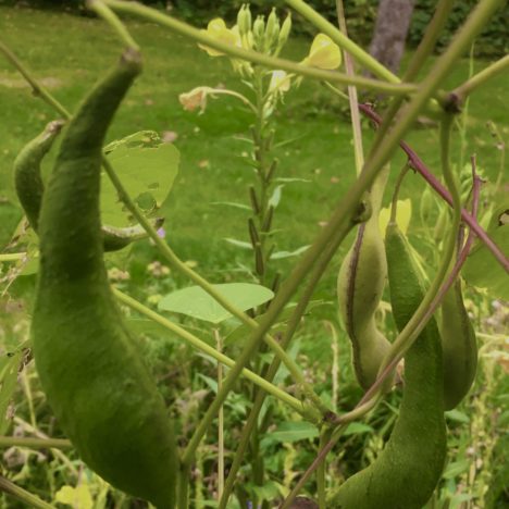 Herbstastern und ihre wilden Verwandten