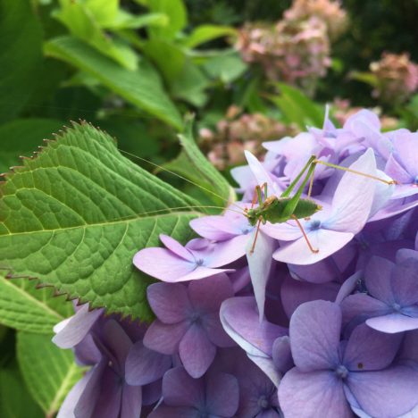 Die blaue Blume