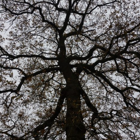 Der rechnende Baum