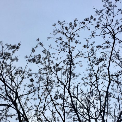 Das Wintergesicht der Korkenzieher-Hasel