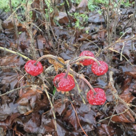 Frost ist schöner als Matsch