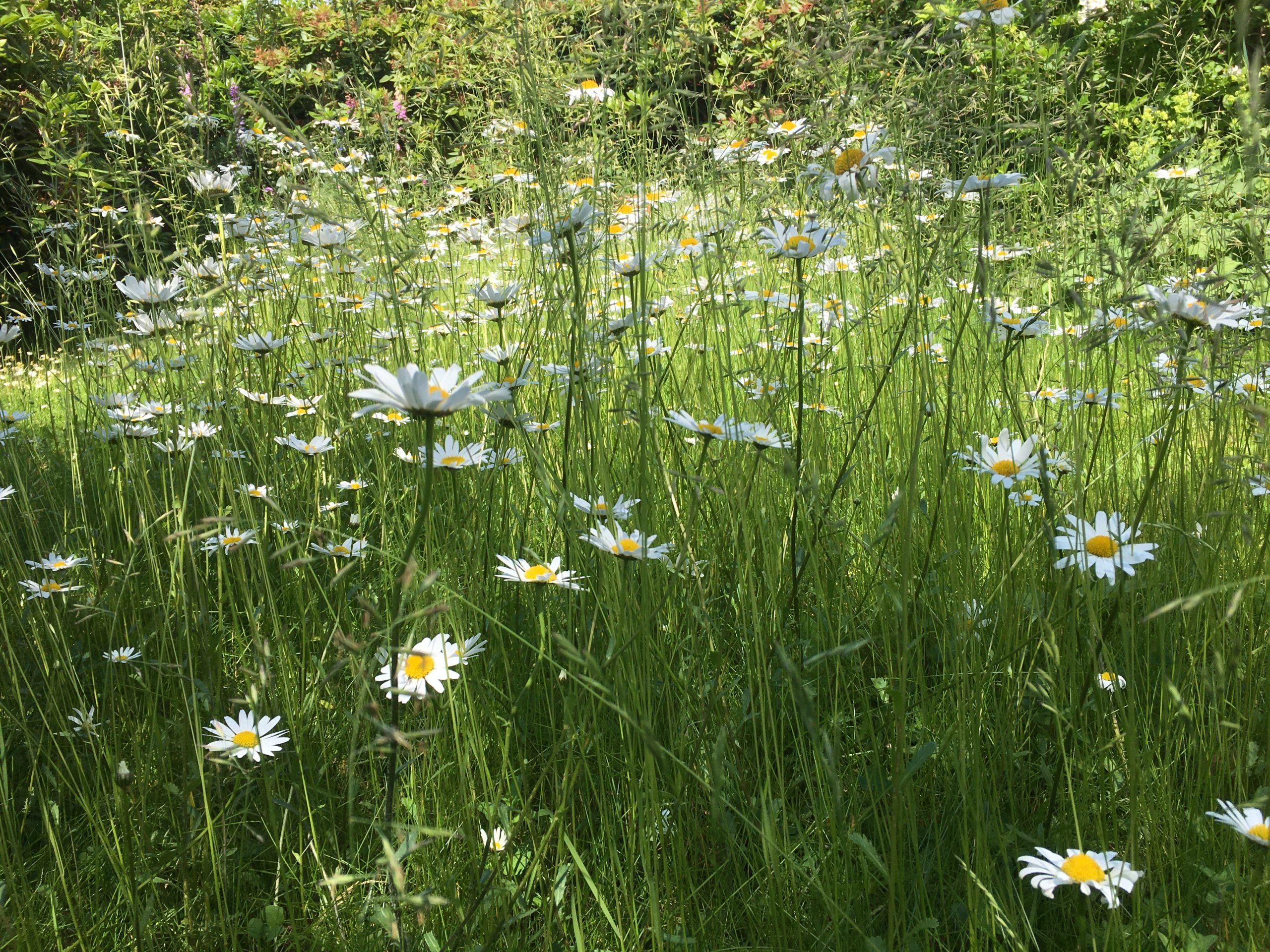 Auf Der Wiese Blüht Ein Kleines Blümelein