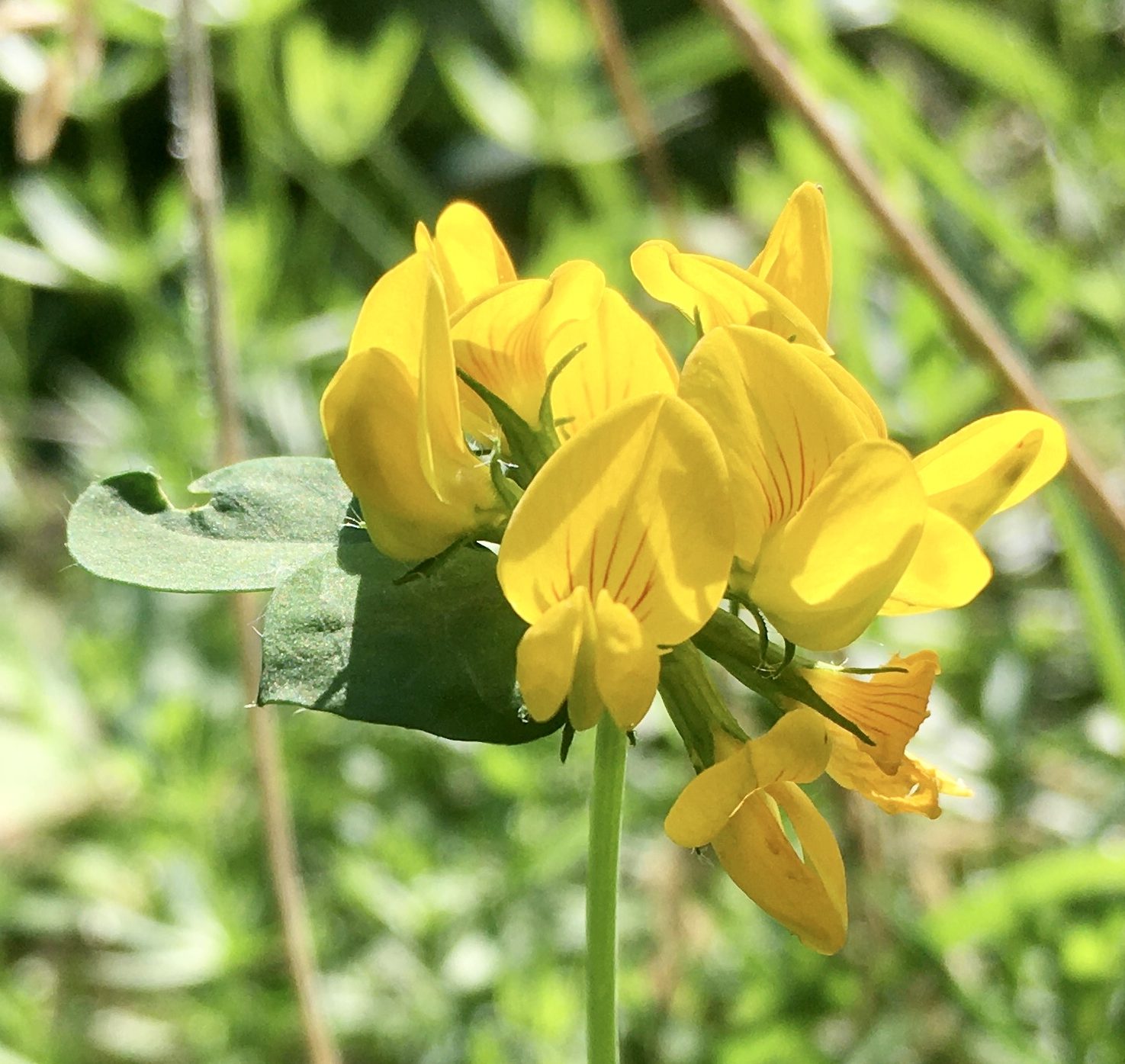 Auf Der Wiese Blüht Ein Kleines Blümelein