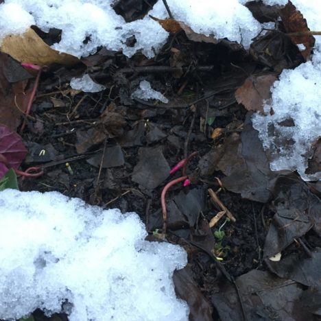 Frost ist schöner als Matsch
