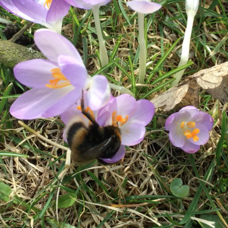 Garten-Zauber – Zauber-Garten