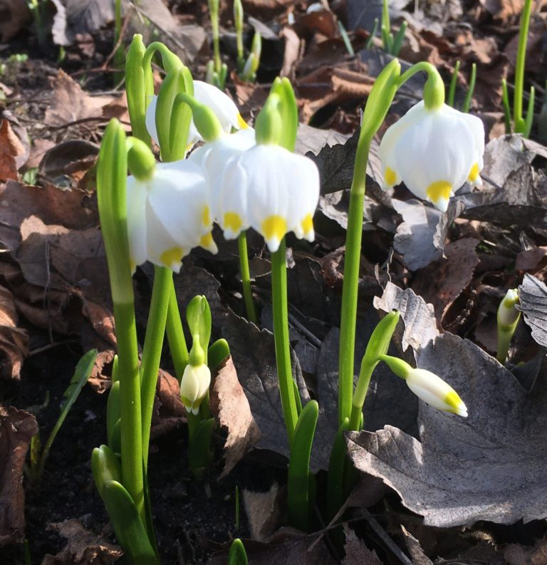 Auf Der Wiese Blüht Ein Kleines Blümelein