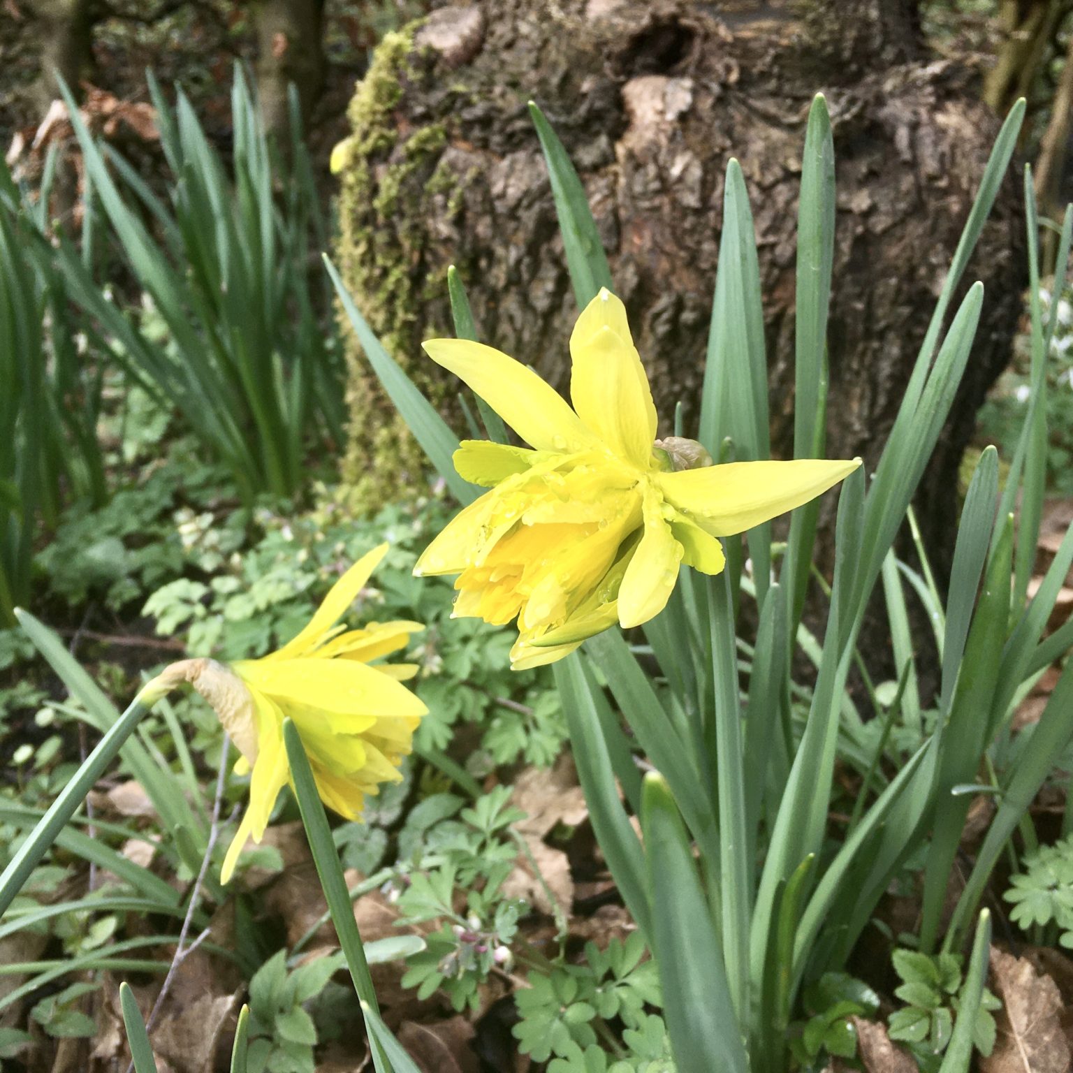 NarzissenLust Meine kleine Wiese
