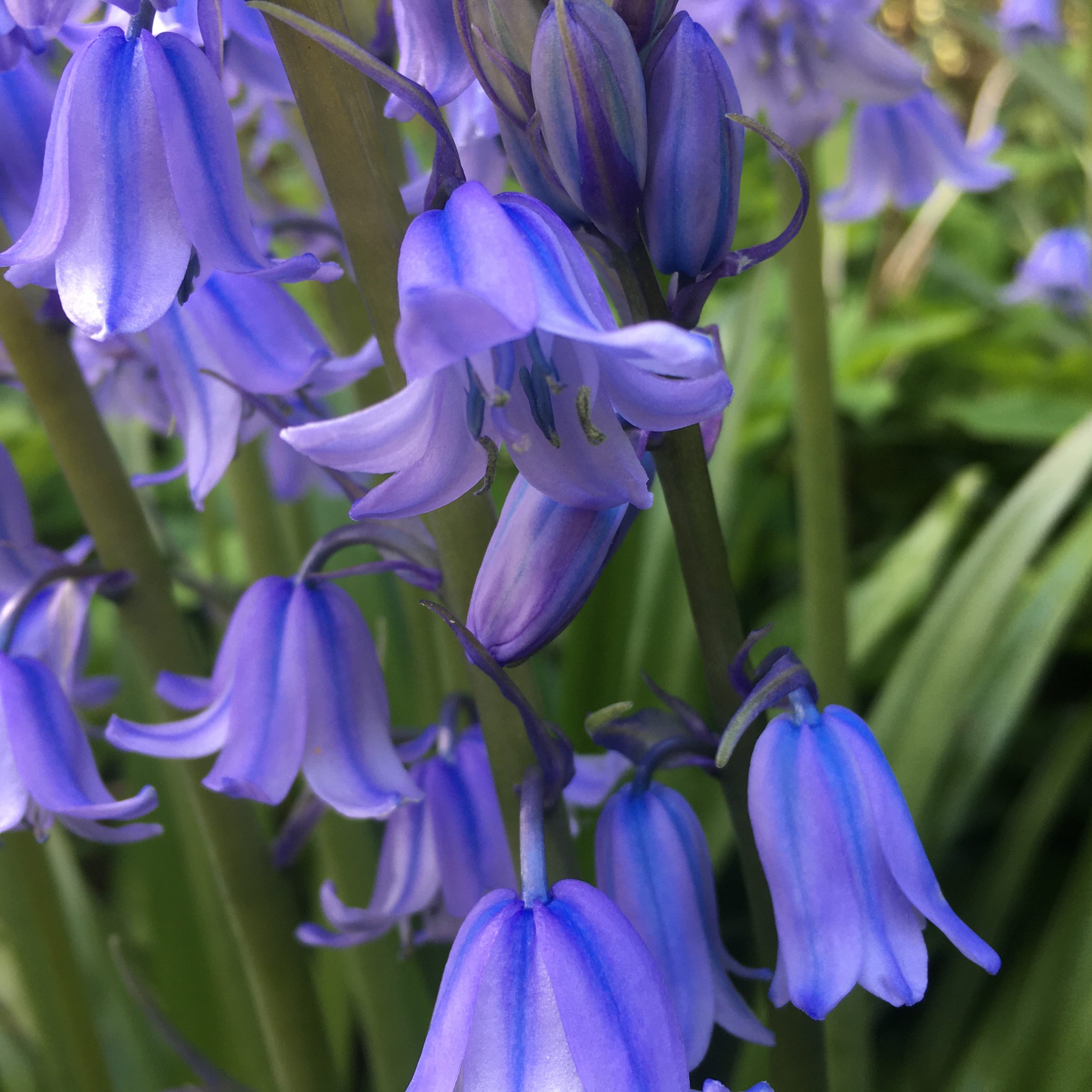 Hasenglöckchen-Vielfalt – Meine kleine Wiese