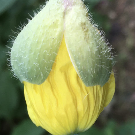 Wollige Wesen