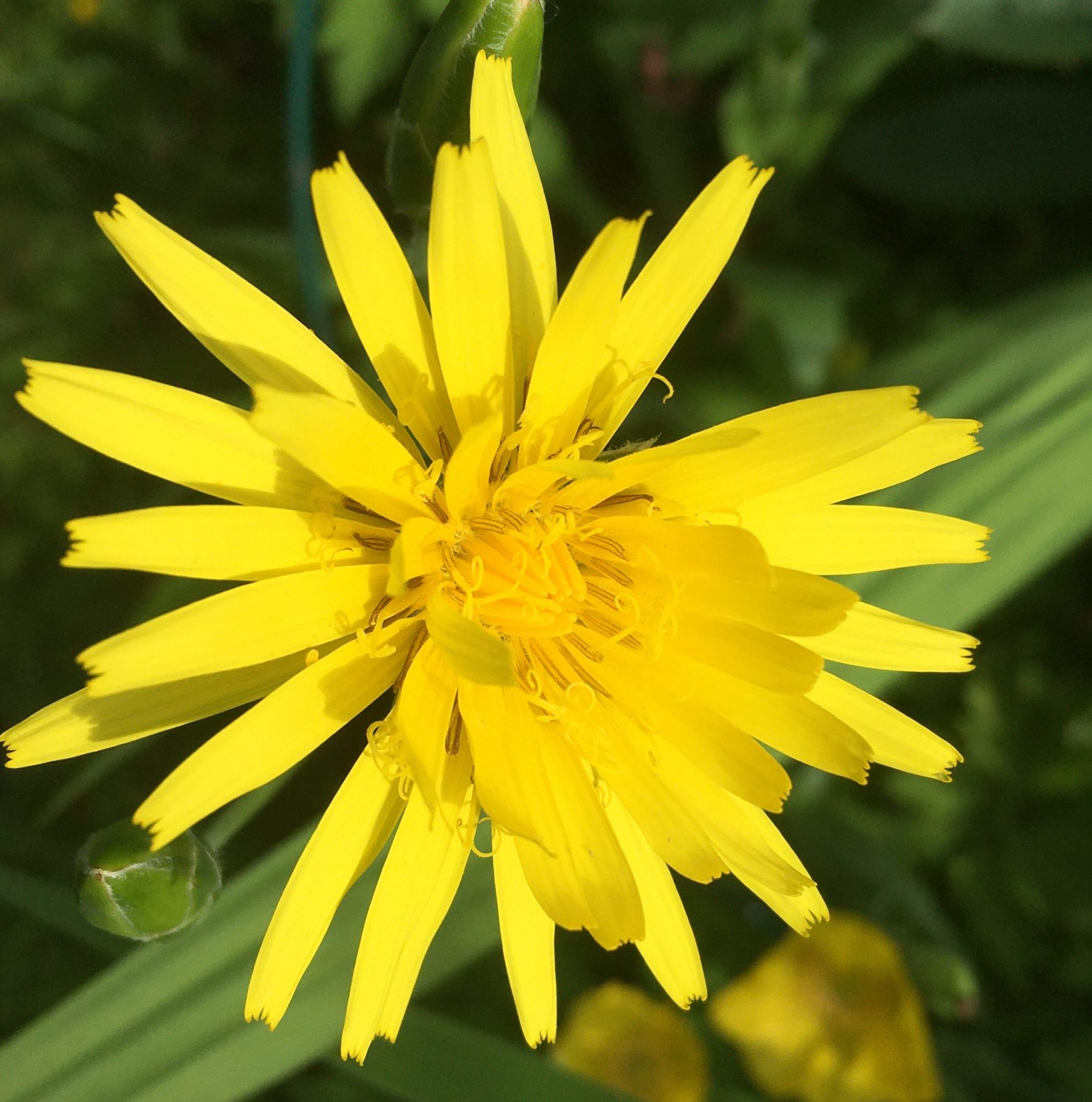 Wilde Sonnen im Garten Meine kleine Wiese