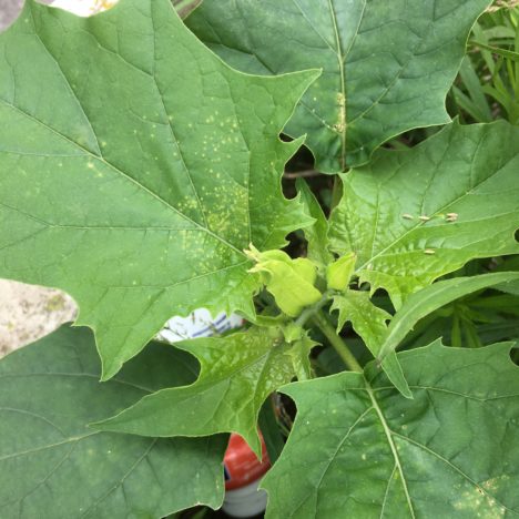 Wilde Sonnen im Garten