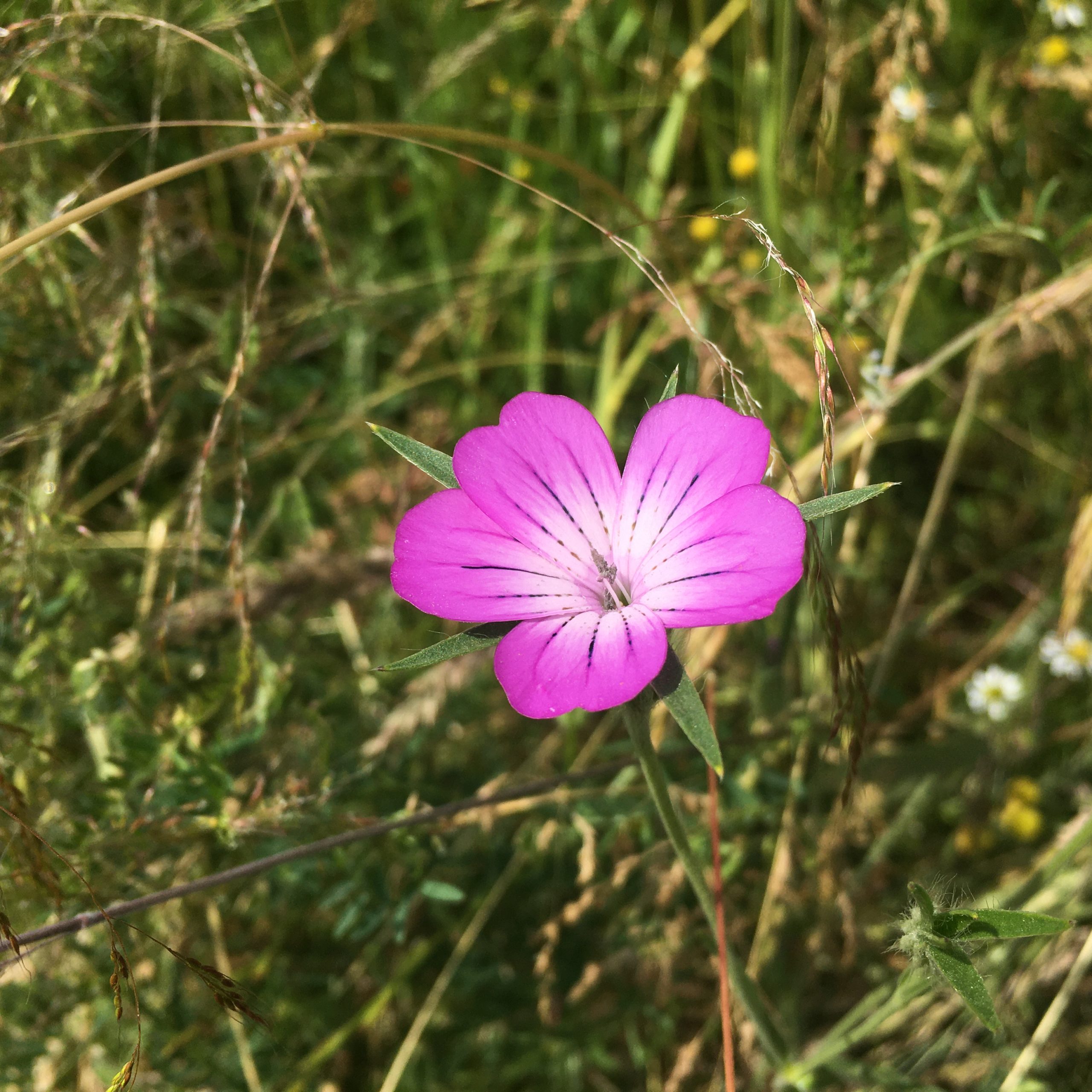 Wilde Ackerpflanze 5