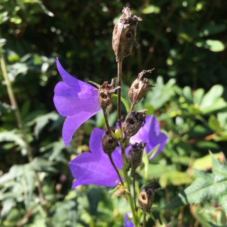 Spätsommer-Blüten