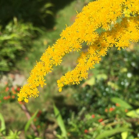 Spätsommer-Blüten
